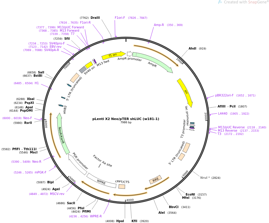 pLenti X2 Neo-pTER shLUC w181-1质粒图谱
